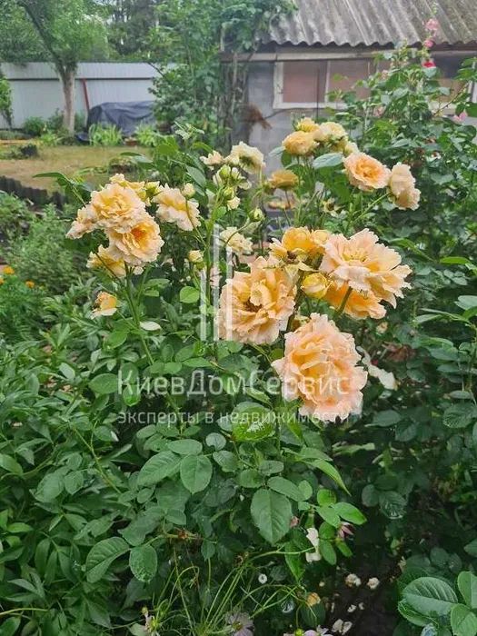 Продаж будинку. Київ. Київська область-20